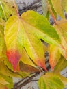 Japanese creeper, Parthenocissus tricuspidata, in bright autumn colors. Close up Royalty Free Stock Photo