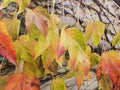 Japanese creeper, Parthenocissus tricuspidata, in bright autumn colors. Close up Royalty Free Stock Photo