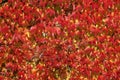 Japanese creeper, Woodbine, Boston Ivy, Ivy in autumn