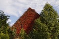 Japanese creeper, Woodbine, Germany