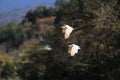 Japanese crested ibis at Sado island, Japan Royalty Free Stock Photo