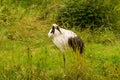 Japanese crowned crane