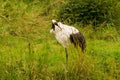 Japanese crowned crane