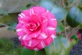 Japanese cultivar of pink Camellia japonica flower. Royalty Free Stock Photo