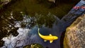 Golden koi carp swimming in water garden