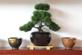 Japanese cup on wooden table Royalty Free Stock Photo