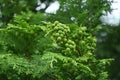 Japanese cypress ( Hinoki cypress ) Leaves and unripe cones. Royalty Free Stock Photo