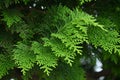 Japanese cypress ( Hinoki cypress ) Leaves and unripe cones. Royalty Free Stock Photo