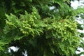 Japanese cypress ( Hinoki cypress ) Leaves and unripe cones. Royalty Free Stock Photo