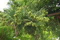 Japanese cypress ( Hinoki cypress ) Leaves and unripe cones. Royalty Free Stock Photo