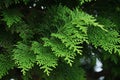 Japanese cypress Hinoki tree ( Chamaecyparis obtusa ) Leaves, bark, cones. Cupressaceae conifer.