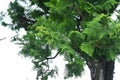 Japanese cypress Hinoki tree ( Chamaecyparis obtusa ) Leaves, bark, cones. Cupressaceae conifer.