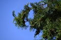 Japanese cypress Hinoki tree ( Chamaecyparis obtusa ) Leaves, bark, cones. Cupressaceae conifer.