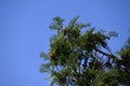 Japanese cypress Hinoki tree ( Chamaecyparis obtusa ) Leaves, bark, cones. Cupressaceae conifer.