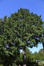 Japanese cypress Hinoki tree ( Chamaecyparis obtusa ) Leaves, bark, cones. Cupressaceae conifer.