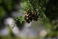 Japanese cypress Hinoki tree ( Chamaecyparis obtusa ) Leaves, bark, cones. Cupressaceae conifer.