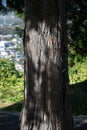 Japanese cypress Hinoki tree ( Chamaecyparis obtusa ) Leaves, bark, cones. Cupressaceae conifer.