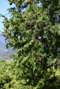 Japanese cypress Hinoki tree ( Chamaecyparis obtusa ) Leaves, bark, cones. Cupressaceae conifer.