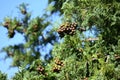 Japanese cypress Hinoki tree ( Chamaecyparis obtusa ) Leaves, bark, cones. Cupressaceae conifer.