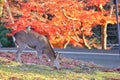 Japanese deer eating grass with red maple leaves tree on autumn season as background Royalty Free Stock Photo