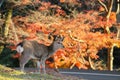 Japanese deer eating grass with red maple leaves tree on autumn season as background. Royalty Free Stock Photo