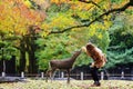 Japanese deer eating grass with red maple leaves tree on autumn season as background Royalty Free Stock Photo