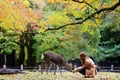 Japanese deer eating grass with red maple leaves tree on autumn season as background Royalty Free Stock Photo