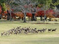 Japanese deer playing at Nara Park Royalty Free Stock Photo