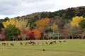 Japanese deer playing at Nara Park Royalty Free Stock Photo