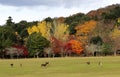 Japanese deer playing at Nara Park Royalty Free Stock Photo