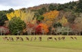 Japanese deer playing at Nara Park Royalty Free Stock Photo