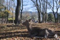 Japanese deer playing at Nara Park with red maple leaves tree on autumn season Royalty Free Stock Photo