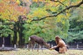 Japanese deer playing at Nara Park with red maple leaves tree on autumn season as background Royalty Free Stock Photo