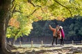 Japanese deer playing at Nara Park with red maple leaves tree on autumn season as background Royalty Free Stock Photo