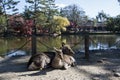 Japanese deer playing at Nara Park with red maple leaves tree on autumn season Royalty Free Stock Photo