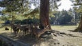 Japanese deer resting at Nara Park with red maple leaves tree Royalty Free Stock Photo