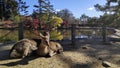 Japanese deer resting at Nara Park with red maple leaves tree Royalty Free Stock Photo
