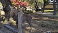 Japanese deer resting at Nara Park with red maple leaves tree Royalty Free Stock Photo