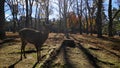 Japanese deer resting at Nara Park with red maple leaves tree Royalty Free Stock Photo