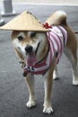 Japanese dog