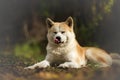 Japanese Dog Akita Inu