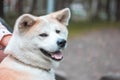 Japanese dog Akita inu portrait outdoors Royalty Free Stock Photo