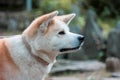 Japanese dog Akita inu portrait with young woman outdoors Royalty Free Stock Photo