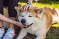 Japanese dog Akita inu portrait with young woman outdoors Royalty Free Stock Photo