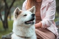 Japanese dog Akita inu portrait with young woman outdoors Royalty Free Stock Photo