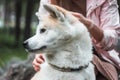 Japanese dog Akita inu portrait with young woman outdoors Royalty Free Stock Photo