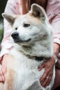 Japanese dog Akita inu portrait with young woman outdoors Royalty Free Stock Photo