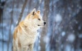 Japanese Dog Akita Inu Royalty Free Stock Photo