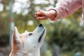 Japanese dog Akita inu with young woman hand outdoors Royalty Free Stock Photo