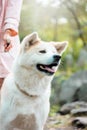 Japanese dog Akita inu with young woman outdoors Royalty Free Stock Photo